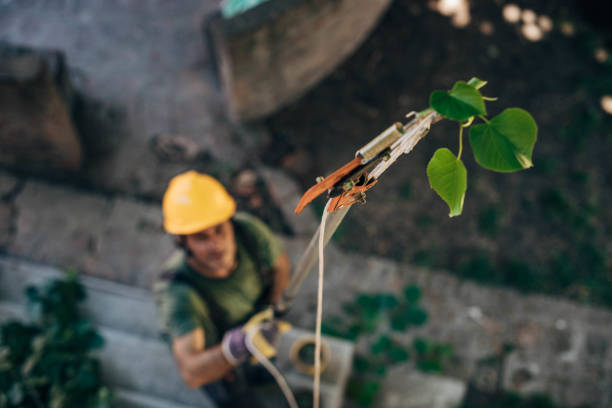 Trusted Bridgeport, NY  Tree Services Experts