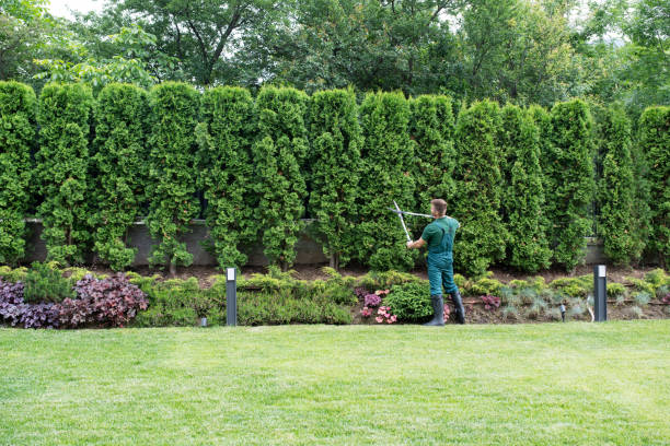 Best Tree Maintenance Programs  in Bridgeport, NY