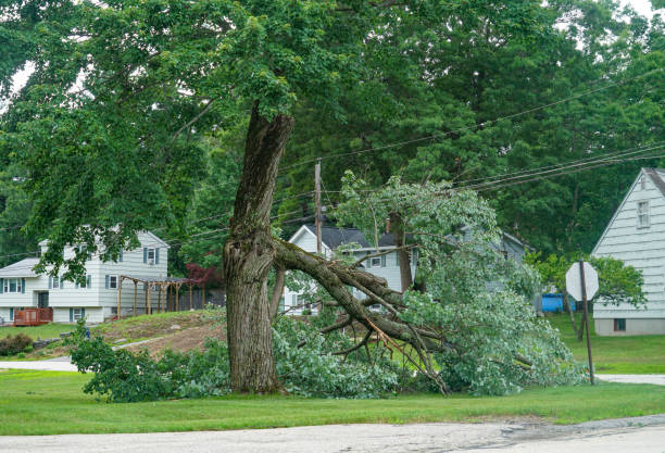 Best Tree Risk Assessment  in Bridgeport, NY