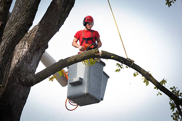 Best Arborist Consultation Services  in Bridgeport, NY